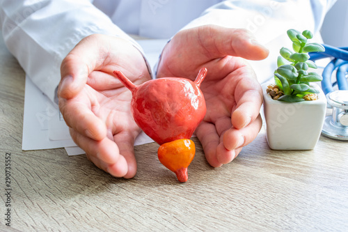 Protection, treatment, prevention and patronage health in urology of prostate, male reproductive system against diseases, pathologies concept photo. Doctor surrounded prostate shape with hands on desk photo