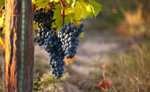 Grappe de raisin noir dans les vignes en France