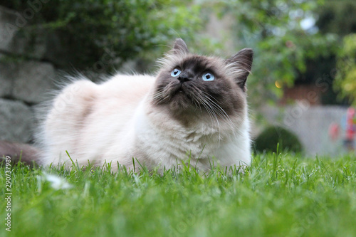 Fotografie Ragamuffin Kater