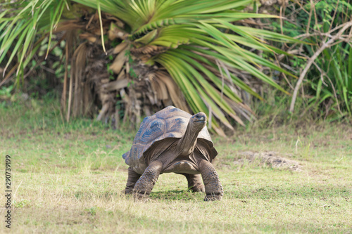 Aldabra giant tortoise at Francois Leguat Tortoise Parc, Rodrigues Island photo