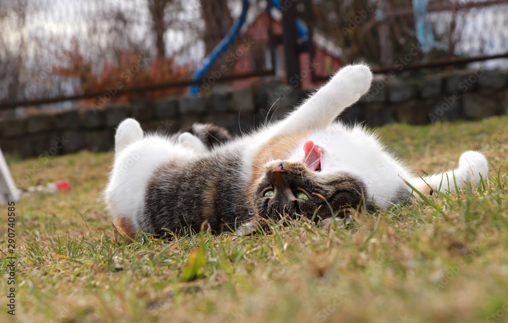 Fototapeta premium Our colored domesticated felis catus domesticus has a nap after lunch. Unfortunately she has whole day not only after dinner. Kitten with open mounth. Brown and orange back and white belly