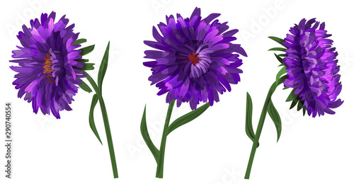 Collection of asters (Michaelmas daisy). Purple, blue, violet daisy flowers, green stems, leaves on white background. Digital draw, illustration in watercolor style for design, vector