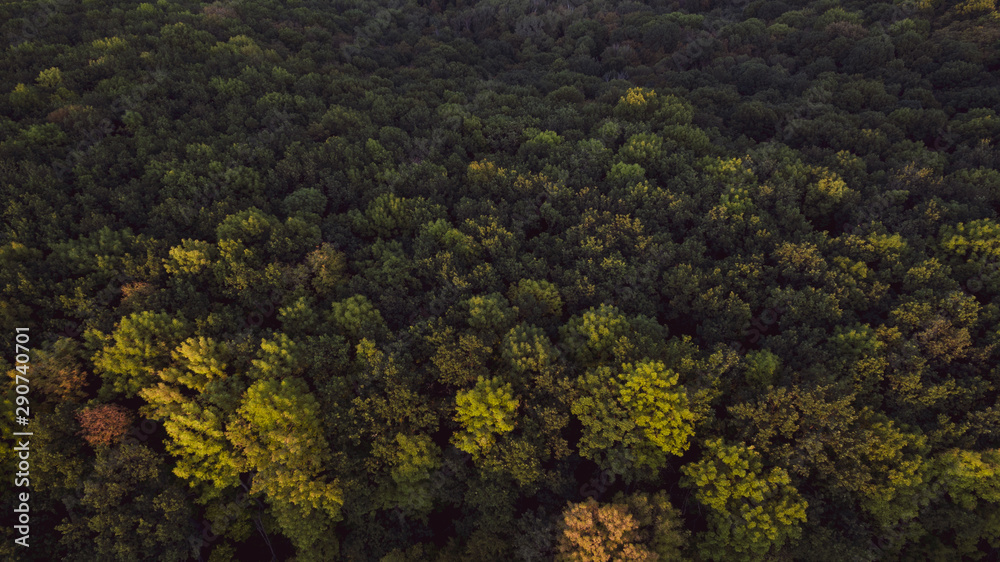 Green forest and many trees from a height.