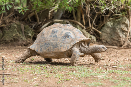 Aldabra giant tortoise at Francois Leguat Tortoise Parc, Rodrigues Island