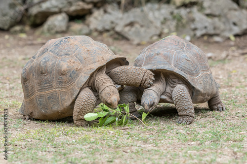 Aldabra giant tortoise at Francois Leguat Tortoise Parc, Rodrigues Island