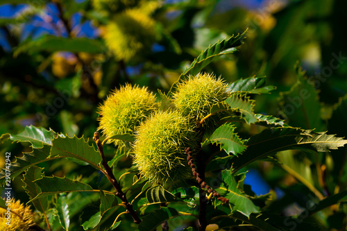 Kastanienbaum