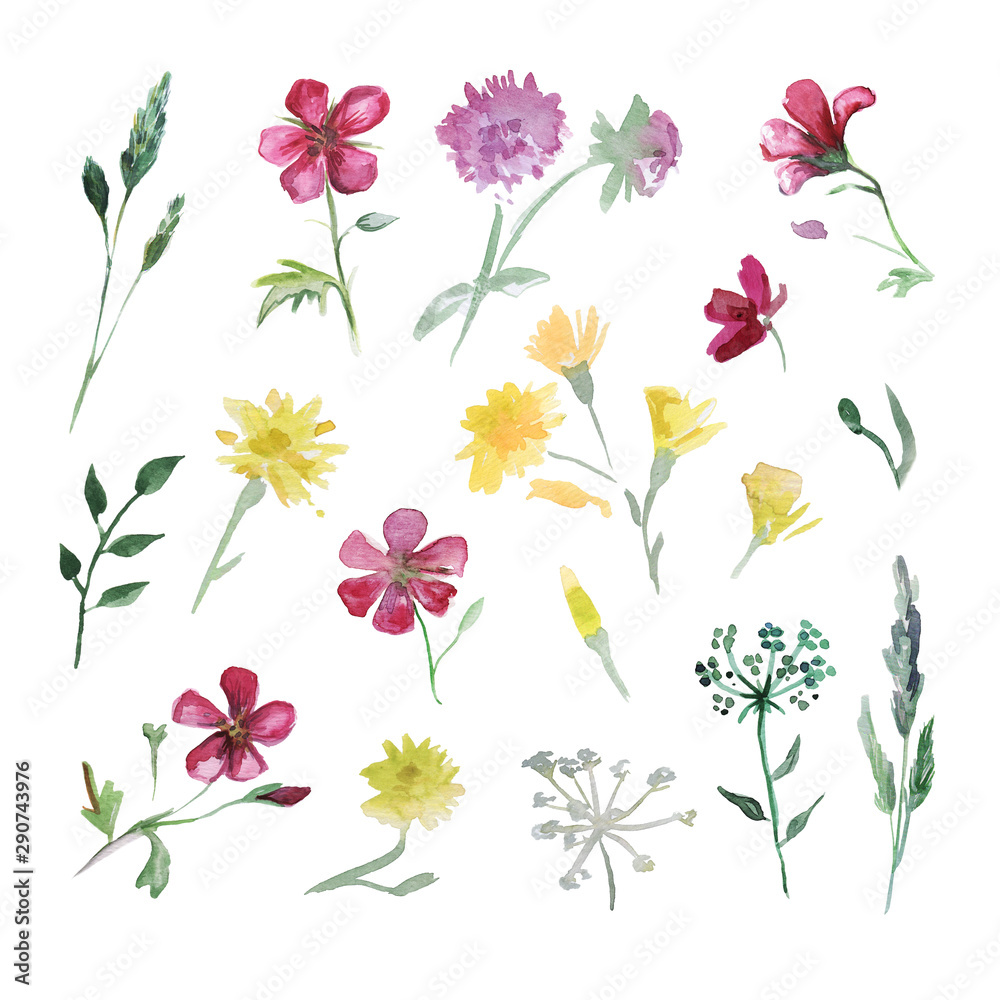 Big Set watercolor elements - wildflower, herbs, leaf. collection garden, wild foliage, flowers, branches. illustration isolated on white background.