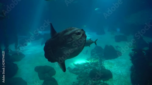 Big sunfish swims in the turquoise waters of the ocean. undersea world