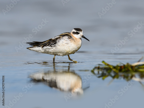 Red-necked Phalarope Foraging on the Pond in Summer