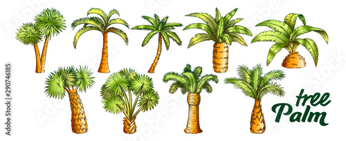 Palm High And Small Trunk Trees Set Color Vector. Collection Of Different Decorative Foliage Palm. Wild Nature Botanical Plant Concept Template Designed In Vintage Style Illustrations