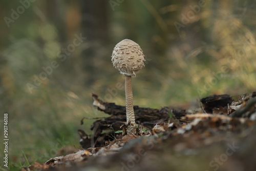 mushroom Bedla photo