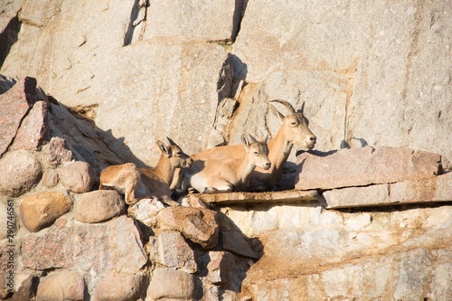 Playing goats on stones. Mountain goat with kids