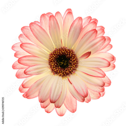 Close up of daisy flower isolated on white background