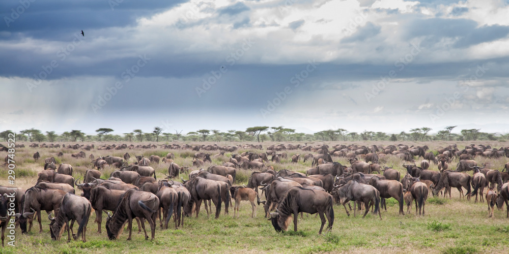 Wildebeest during the big migration in the Serengeti National Park in may - the wet and green season- in Tanzania - obrazy, fototapety, plakaty 