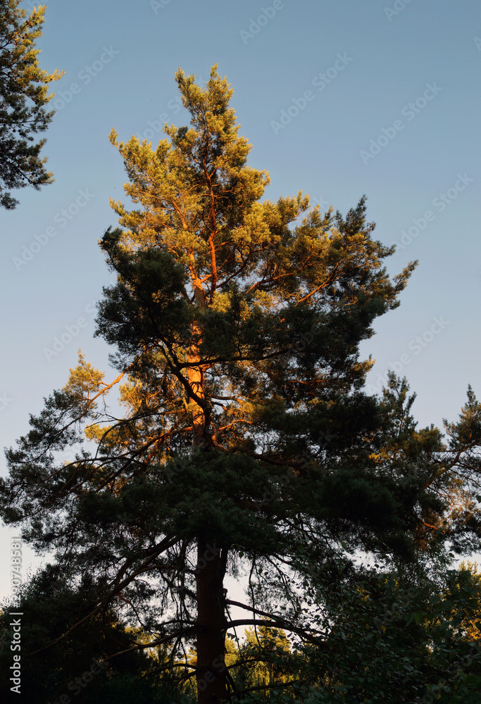 Obraz premium Pine trees in the summer evening light