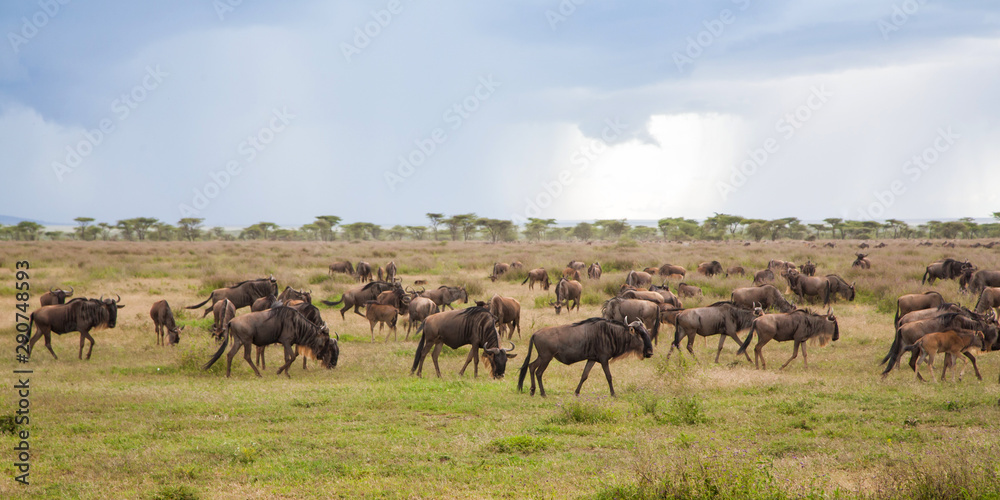 Wildebeest during the big migration in the Serengeti National Park in may - the wet and green season- in Tanzania Wildebeest during the big migration in the Serengeti National Park in may - the wet and green season- in Tanzania