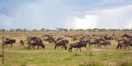 Fototapeta Naklejka Na Ścianę i Meble -  Wildebeest during the big migration in the Serengeti National Park in may - the wet and green season- in Tanzania