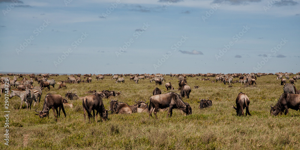 Wildebeest and zebra during the big migration in the Serengeti National Park in may - the wet and green season- in Tanzania