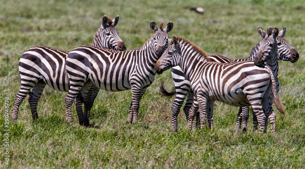 zebra during the big migration in the Serengeti National Park in may - the wet and green season- in Tanzania