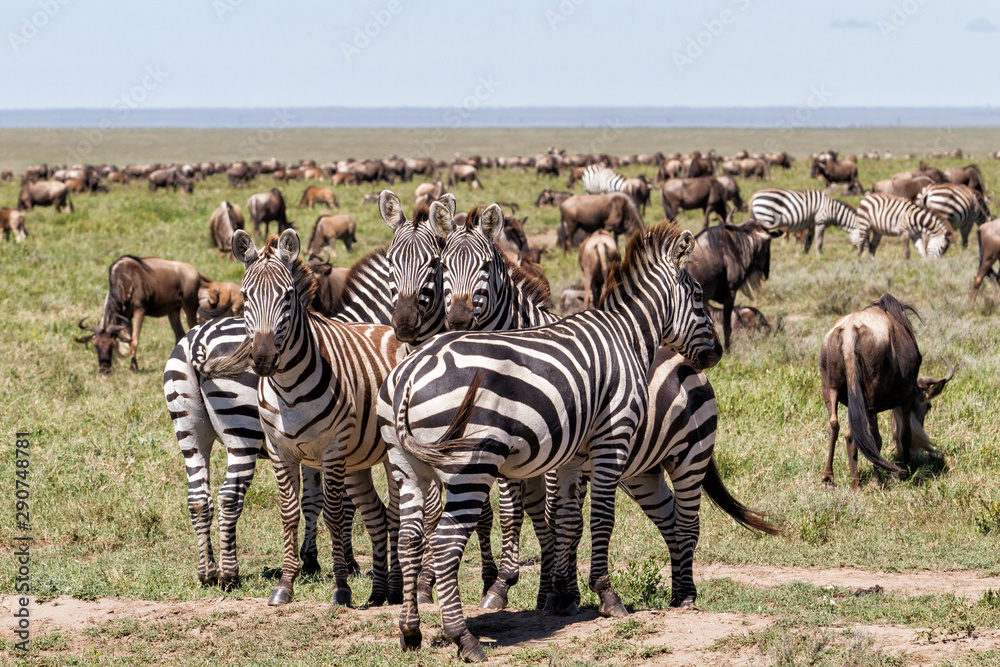 Obraz premium Wildebeest and zebra during the big migration in the Serengeti National Park in may - the wet and green season- in Tanzania