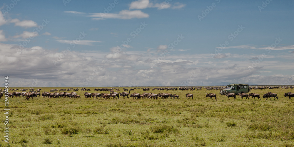 Wildebeest and zebra during the big migration in the Serengeti National Park in may - the wet and green season- in Tanzania Wildebeest and zebra during the big migration in the Serengeti National Park in may - the wet and green season- in Tanzania