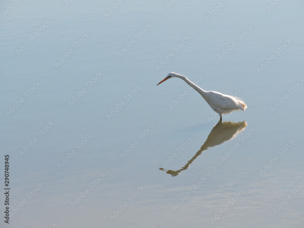 Great egret standing in shallow water Great egret standing in shallow water