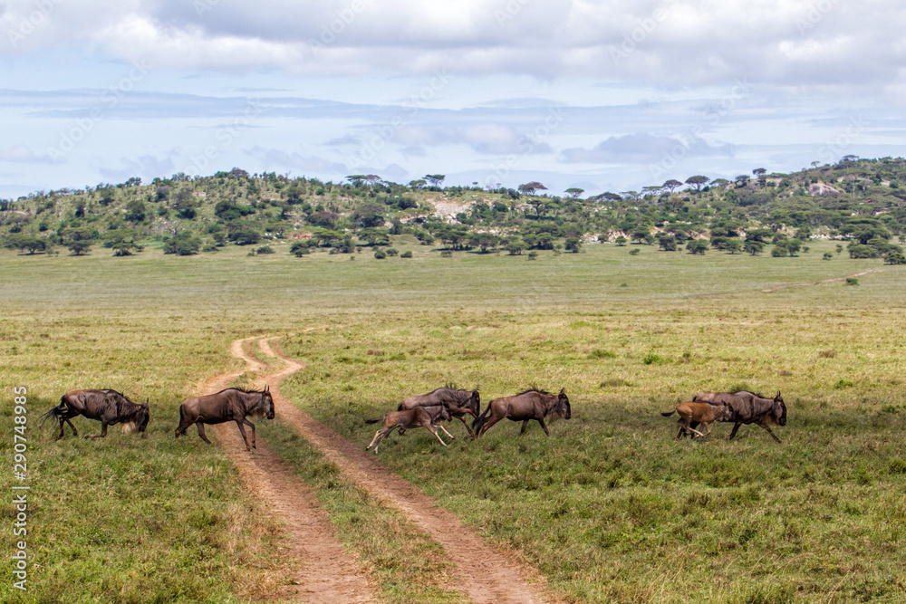 Wildebeest during the big migration in the Serengeti National Park in may - the wet and green season- in Tanzania