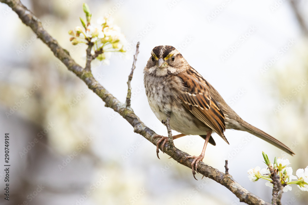 White-throated Sparrow White-throated Sparrow