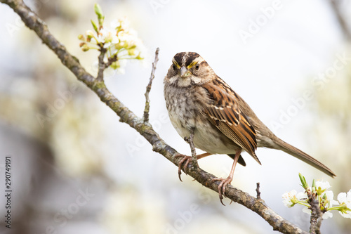 White-throated Sparrow © mattcuda