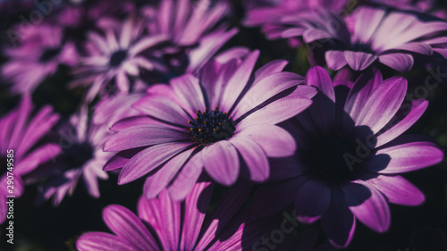 pink flowers background