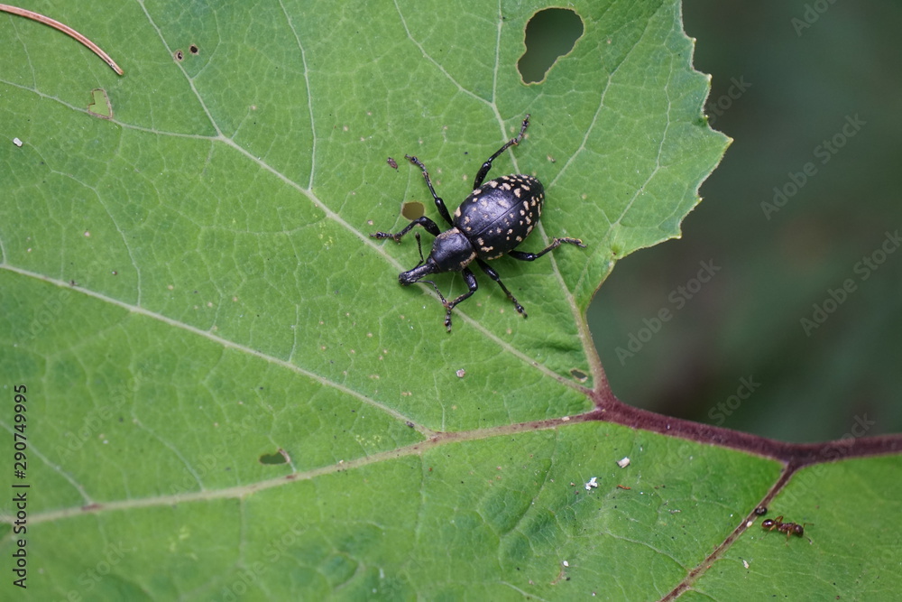 Naklejka premium Schwarzer Rüsselkäfer