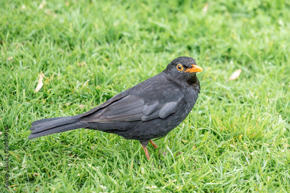 View of blackbird male sitting on green grass View of blackbird male sitting on green grass