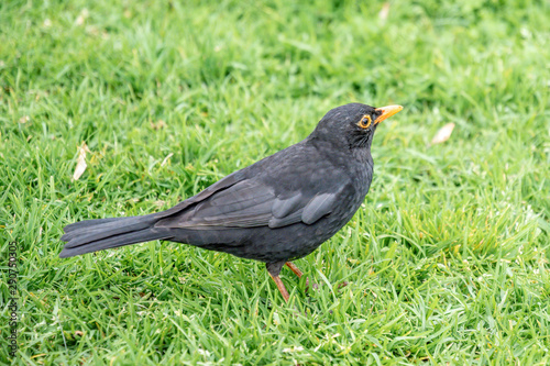 View of blackbird male sitting on green grass © Emagnetic