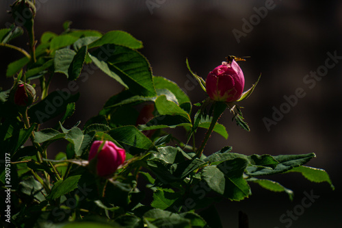 Biene sucht Eingang zur Rose