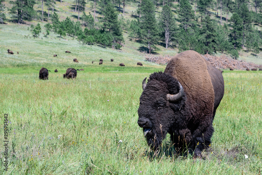 Bison Bison