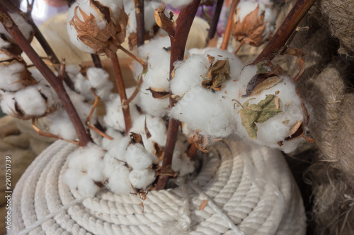 Bolls with cottonwool close-up on natural dried twig of cotton plant © ivanoel