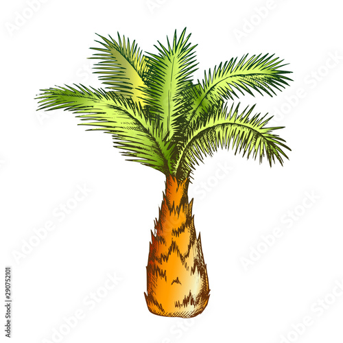 Palm Tree Sabal Minor Miami Palmetto Color Vector. Tropical Climate Small Species Of Palm. Wild Nature Botany Plant Concept Template Hand Drawn In Vintage Style Illustration