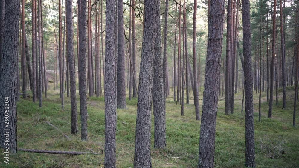 Pine trunk in the Baltic forest with green bushes of berries in the evening in summer Pine trunk in the Baltic forest with green bushes of berries in the evening in summer