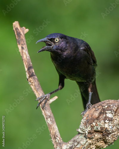 Common Grackle