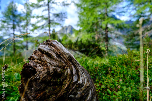 Vecchio tronco nel bosco  Champoluc