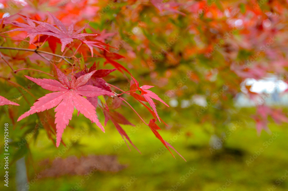 autumn leaves in the park,Colorful maple autumn, Osaka Japan autumn leaves in the park,Colorful maple autumn, Osaka Japan
