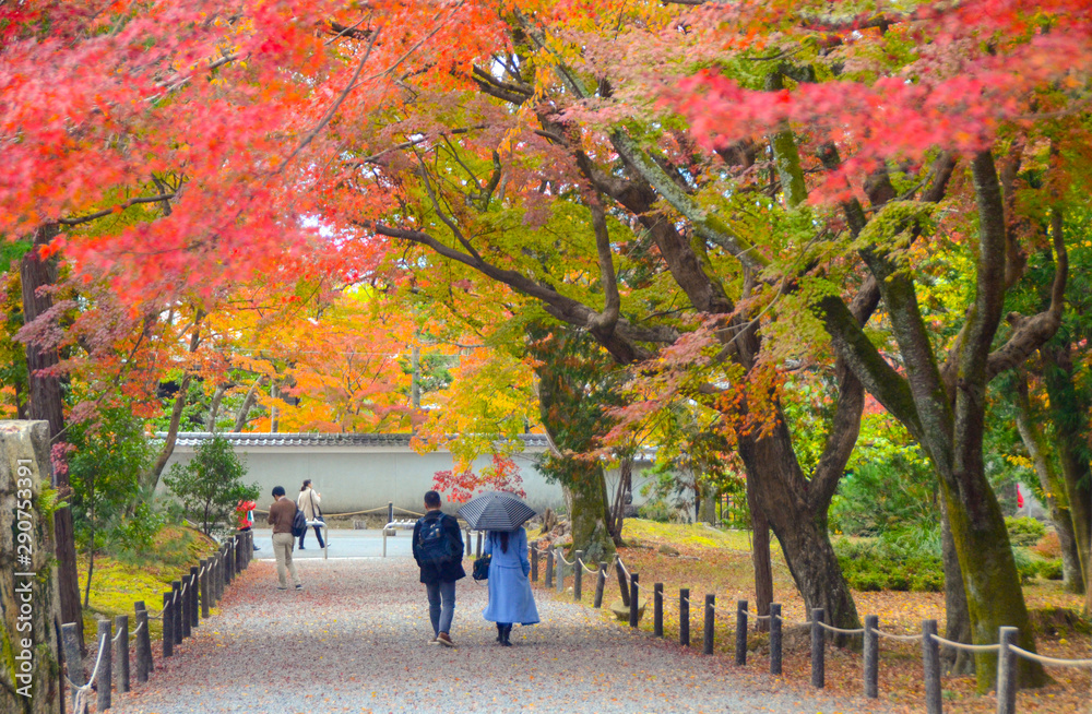 autumn leaves in the park,Colorful maple autumn, Osaka Japan autumn leaves in the park,Colorful maple autumn, Osaka Japan