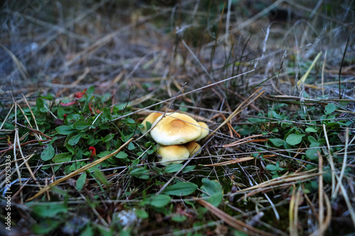 Mushrooms growing in the undergrowth