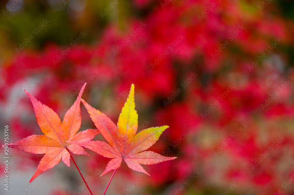 autumn leaves in the park,Colorful maple autumn, Osaka Japan autumn leaves in the park,Colorful maple autumn, Osaka Japan