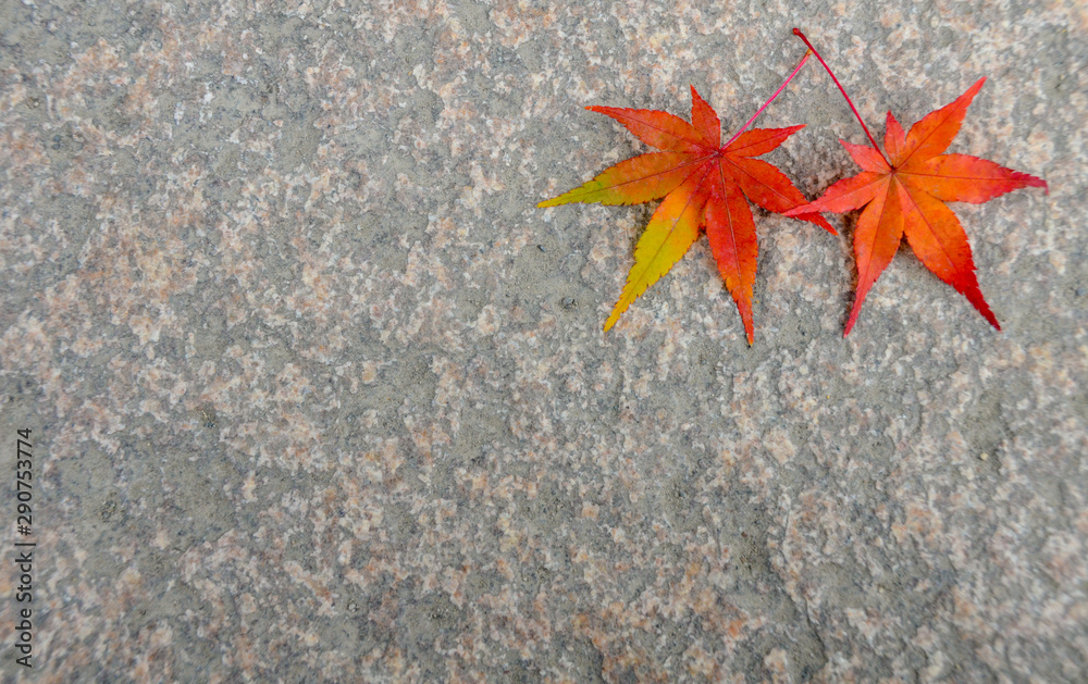 autumn leaves in the park,Colorful maple autumn, Osaka Japan autumn leaves in the park,Colorful maple autumn, Osaka Japan