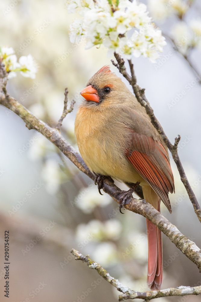 Obraz premium Northern Cardinal (female)