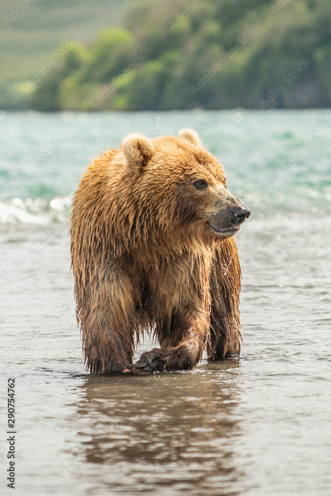 Ruling the landscape, brown bears of Kamchatka (Ursus arctos beringianus) Ruling the landscape, brown bears of Kamchatka (Ursus arctos beringianus)