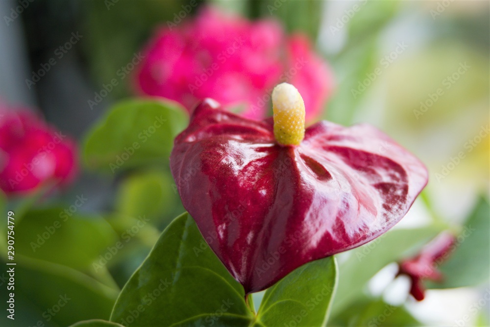Fototapeta premium Close-up of a red calla flower on a blurry background