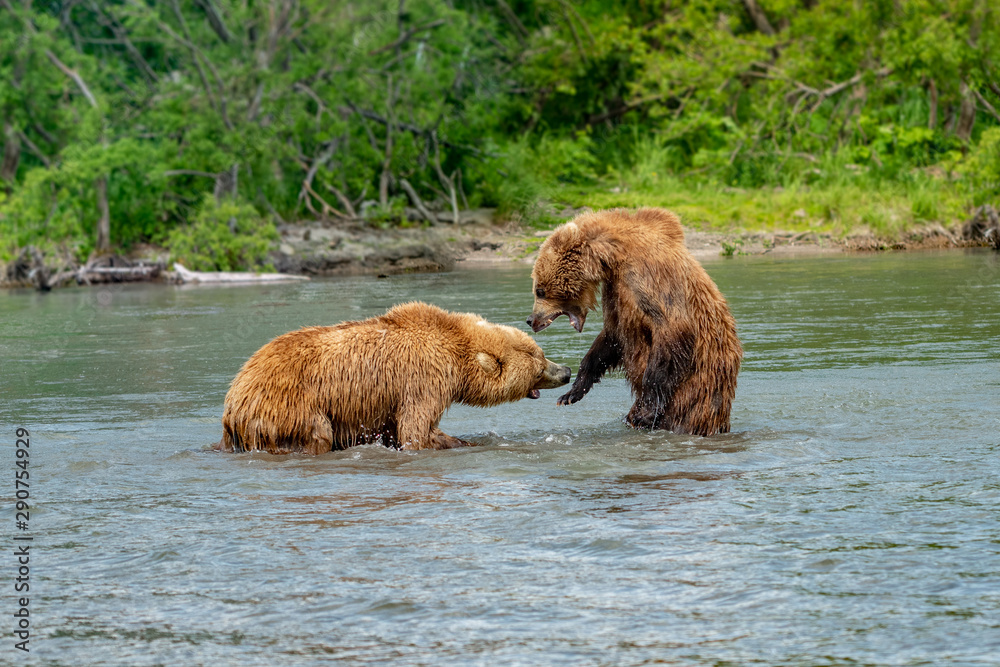 Ruling the landscape, brown bears of Kamchatka (Ursus arctos beringianus) Ruling the landscape, brown bears of Kamchatka (Ursus arctos beringianus)
