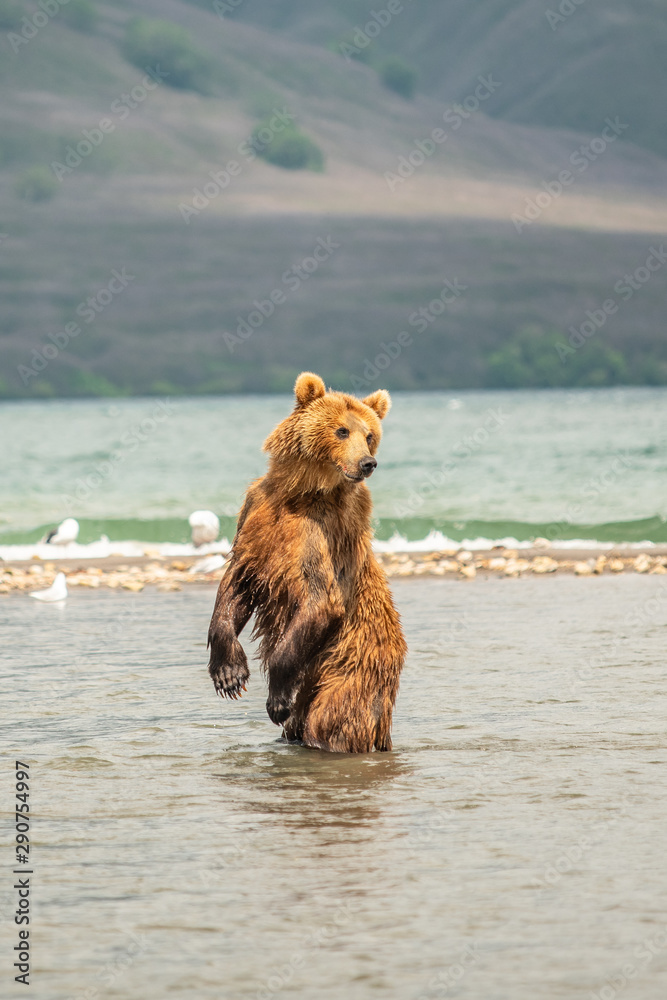 Ruling the landscape, brown bears of Kamchatka (Ursus arctos beringianus) Ruling the landscape, brown bears of Kamchatka (Ursus arctos beringianus)